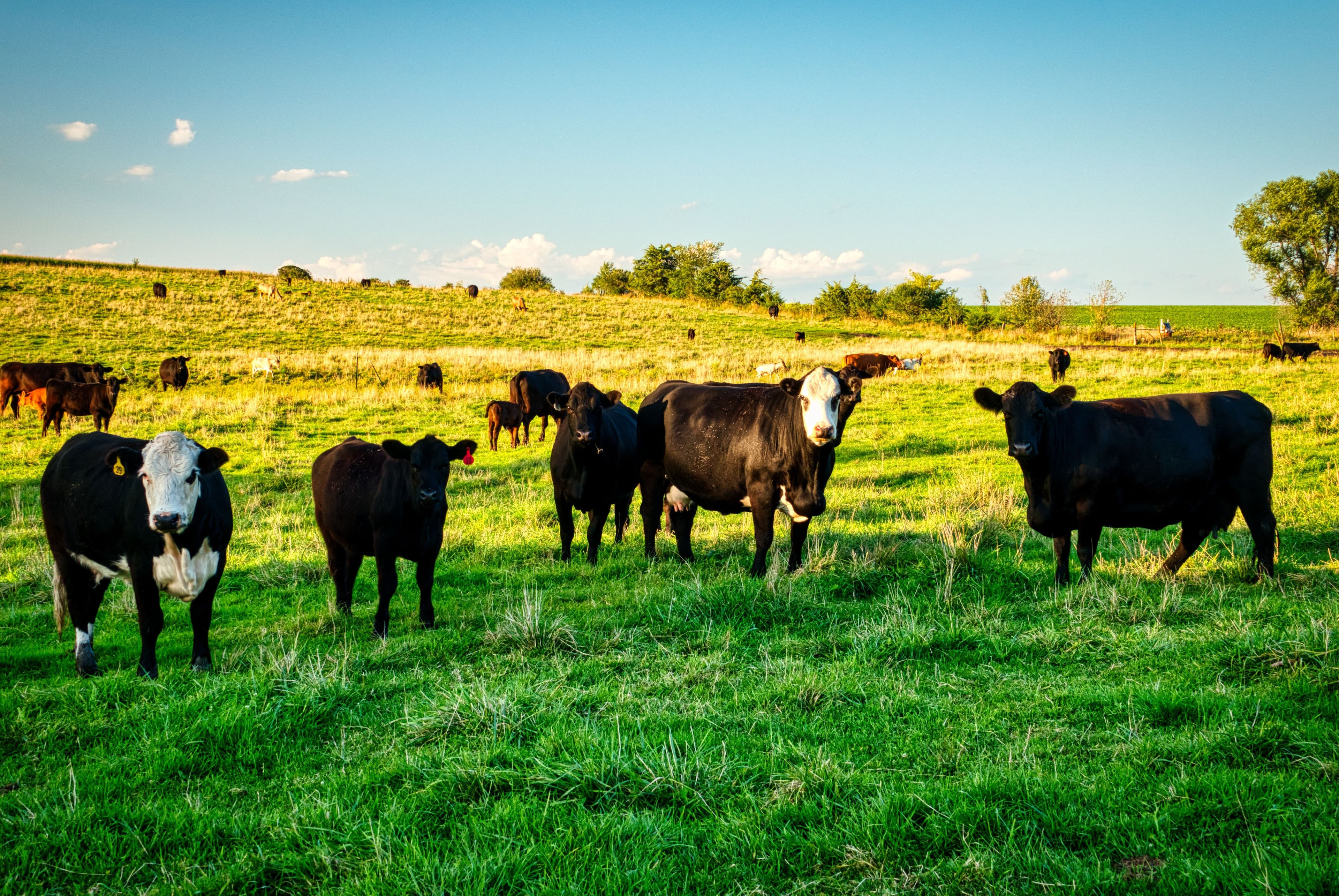 Automating Sales Order Approval Workflow at Friesland Campina